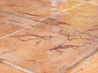 Naklejka premium Earthworms, Tubifex Worm on tile floor after rain.