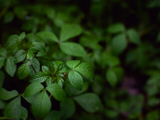 fresh green plants Natural green background with leaf and drops of water.