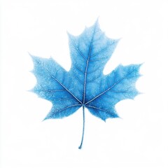 Frosted Blue Maple Leaf Isolated on White Background