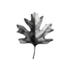 Naklejka premium Detailed Black and White Illustration of a Maple Leaf on White Background