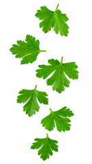 Fresh parsley leaves falling on transparent background
