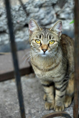 Portrait of cute street cat