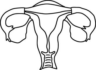 female internal reproductive organs, uterus, ovarium