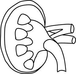 kidney organ schematic outline 