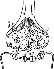 synapse structure and transmission, Neurotransmission: The Synapse