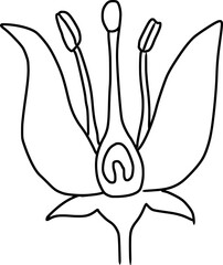 flower structure, flower parts, petal, antheridium, stigma