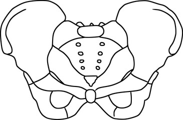 pelvic bone structure outline 
