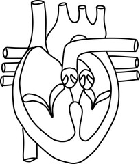 human heart structure and anatomy outline, cardiac structure