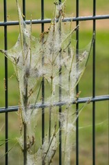 Caterpillars weaving protective silk web on plant by metal fence