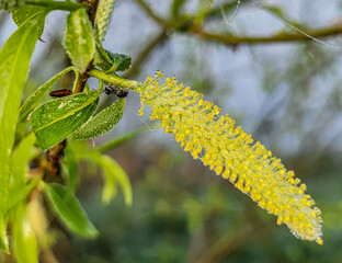 spring flowers, pistils, awakening of nature, tree branch in spring, buds on a tree, spring leaves,...