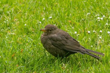 Common blackbird perched on grass field in springtime