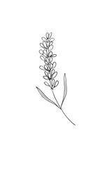 Thin delicate lavender sprig isolated on white background. Outline sketch illustration. Black and white hand drawn . drawing. Ideal for coloring, design and illustrations, print, tattoo.