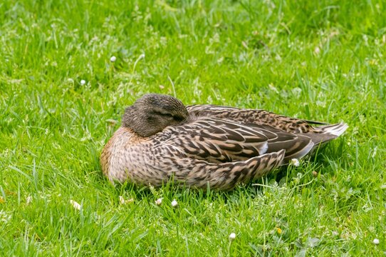 Female mallard duck sleeping peacefully on vibrant green grass