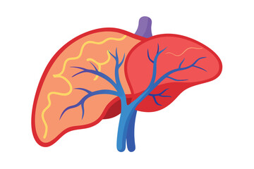 Human liver organ with gallbladder and veins shown in a clear bright illustration