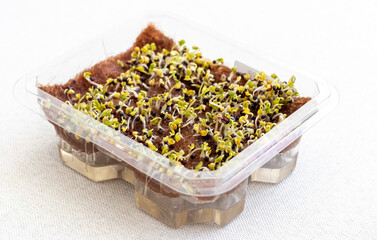 Freshly sprouted shoots of micro greens in the plastic container on the jute mat. Healthy eating