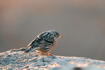 Gorrión en roca mirando el amanecer