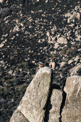 Buitre sobre roca en la montaña