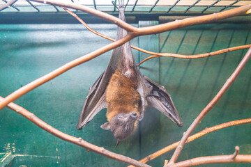 ケージの中でぶら下がるコウモリ