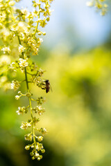 Obraz premium Honeybee on a Cluster of Yellow Flowers