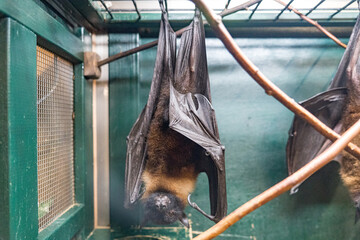 ケージの中でぶら下がるコウモリ