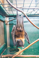 ケージの中でぶら下がるコウモリ