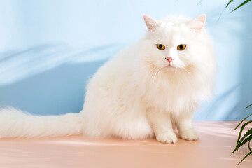 White fluffy cat sitting on pink and blue background