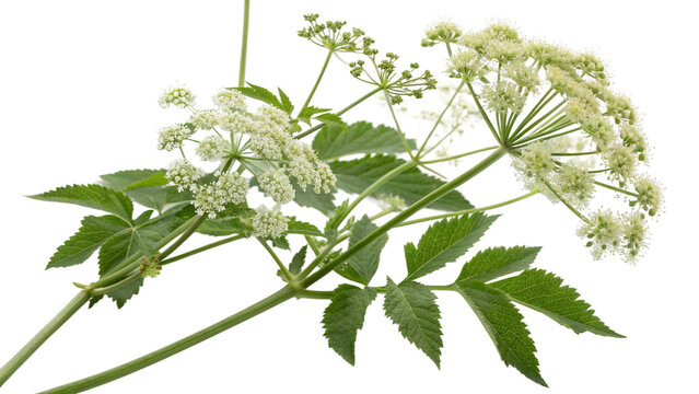 Angelica Plant Images  Browse 5,486 Stock Photos, Vectors, and Video |  Adobe Stock