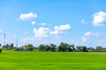 Naklejka premium Lush Green Rice Paddy Field Under a Clear Blue Sky