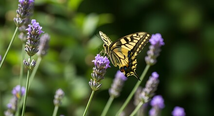 Stunning Swallowtail Butterfly on Vibrant Lavender Blossoms in a Lush Garden Setting