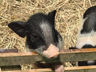 Cute Black and Pink Piglets Sleeping Together
