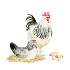 Chicken on nest, rooster and baby chicks watercolor isolated illustration. Poultry yard birds in black, white and beige for farm animals designs. Realistic fowls clip art for organic goods