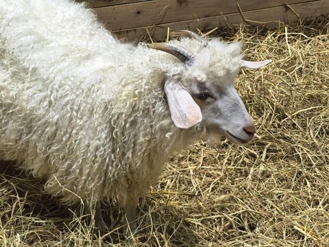 White Goat with Long Curly Hair