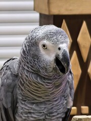 Close-up of a Grey Parrot © Thanakrit