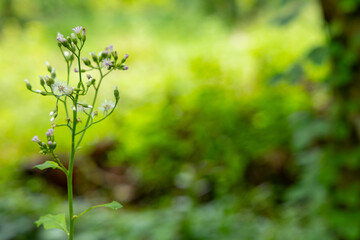 Close-Up of Wildflower in Greenery