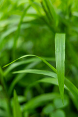 Obraz premium fresh green leaves