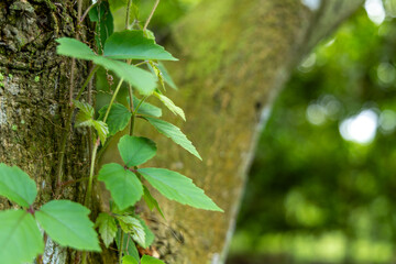 Obraz premium fresh green leaves