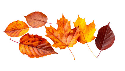 Naklejka premium variety of colorful autumn leaves isolated on white background, vibrant orange yellow red and brown fall foliage set 