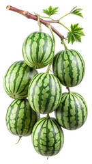 Cluster of small ripe watermelons hanging from a tree branch with leaves