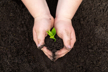 Hands of a child planting a sprout in the ground.
