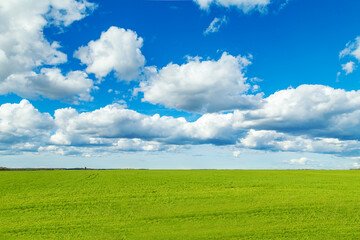 Fresh green grass and blue sky with white fluffy clouds. Idyllic landscape.