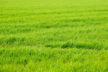 Green grass texture. Nature wallpaper. Copy space.