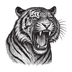 Obraz premium roar tiger woodcut engraving vector illustration