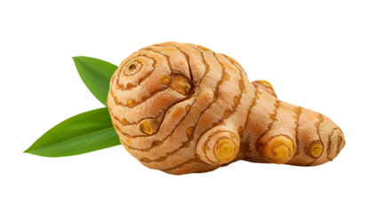 Fresh Turmeric Root Isolated on Transparent Background