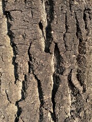 tree bark textures, close-up, wooden background