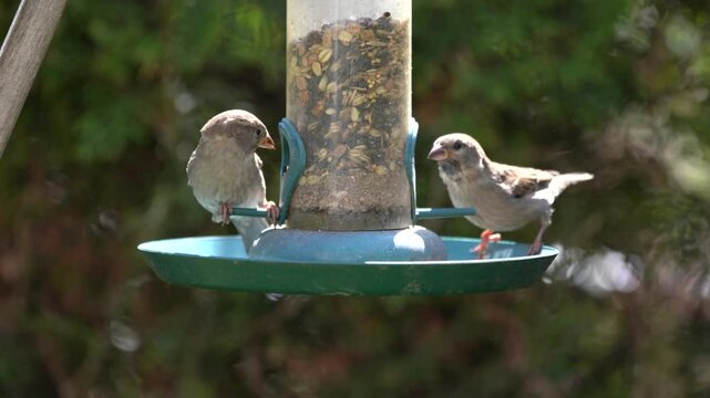 sparrows at the feeder