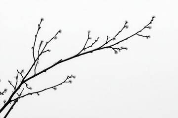 Obraz premium Silhouette of a bare branch with budding flowers against a soft gray sky, symbolizing spring