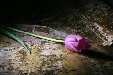 Pink tulip lies on birch bark sheets