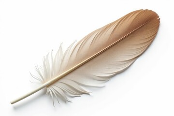 Single bird feather, delicate texture, white background, nature, close-up, detail