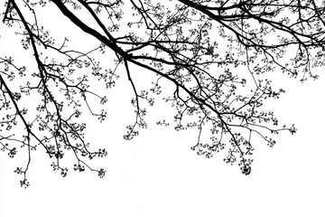 Silhouetted branches with delicate blossoms against a bright white sky in springtime