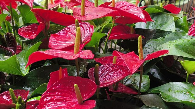A vibrant display of red anthurium flowers surrounded by lush green leaves